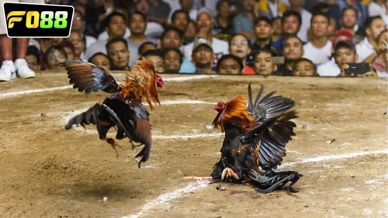 Tại sao nên chọn lựa tham gia chơi cược đá gà Campuchia FO88?