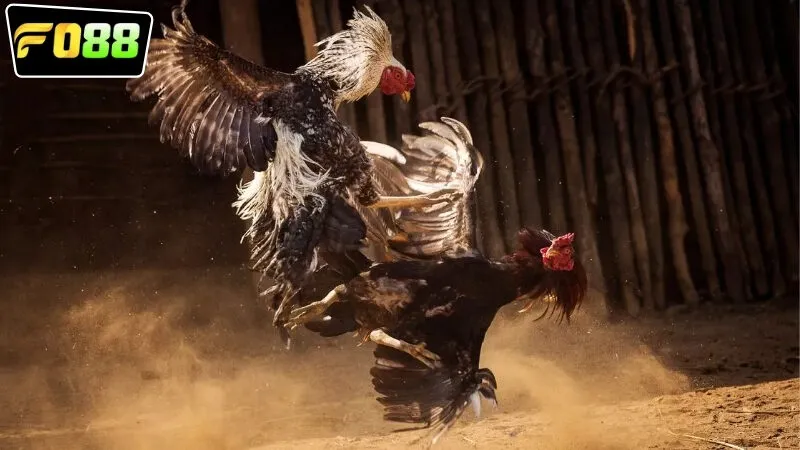 Chiến lược cược đá gà Campuchia FO88 hiệu quả bậc nhất