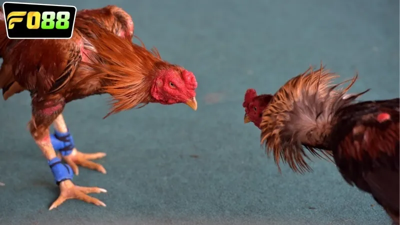 Các quy định và luật lệ được ban hành trong đá gà cựa dao FO88