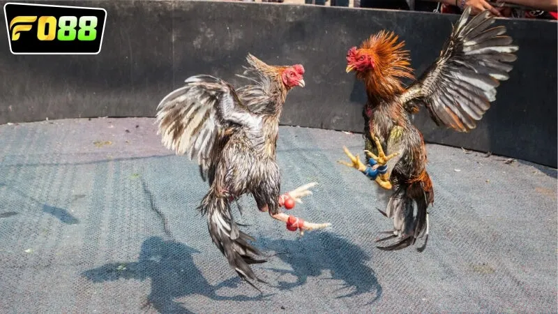 Những lợi ích tột bậc nhận được khi chơi đá gà cựa dao FO88