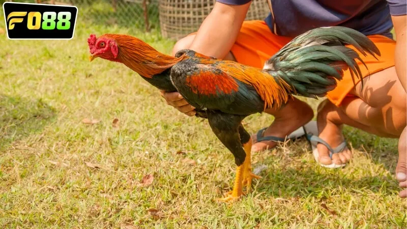 Những lợi ích khi tham gia vào chơi đá gà online FO88