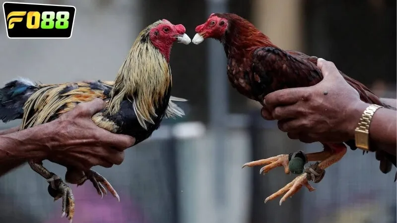 Tại sao nên chọn lựa chơi cược với đá gà Philippines FO88?