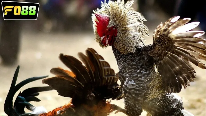Hướng dẫn cách tham gia cá cược đá gà trực tuyến FO88 hôm nay