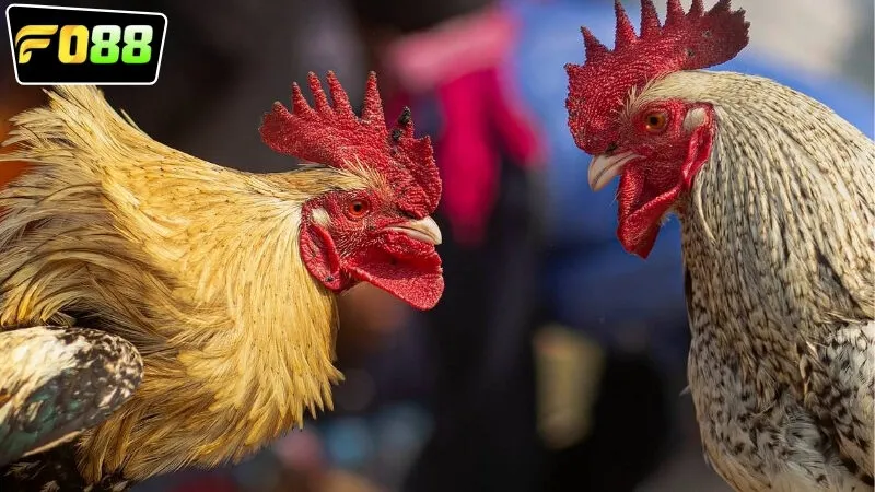 Lợi ích khi tham gia vào chơi cùng với FO88 đá gà Thomo