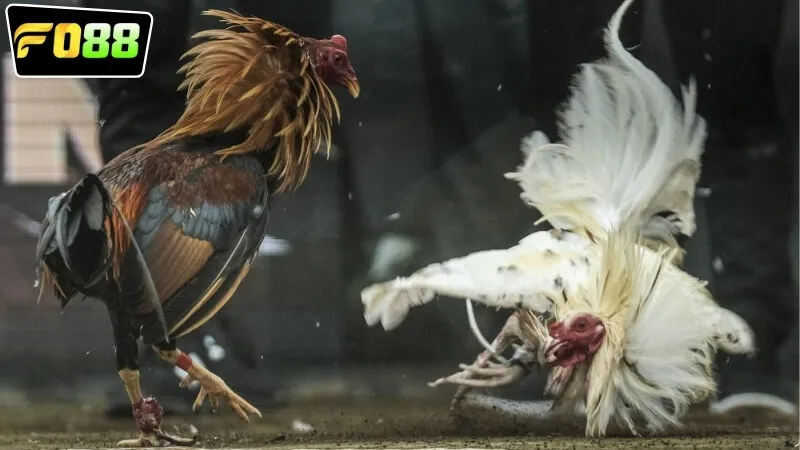 Chiến lược cá cược hiệu quả nhất tới cho FO88 đá gà Thomo