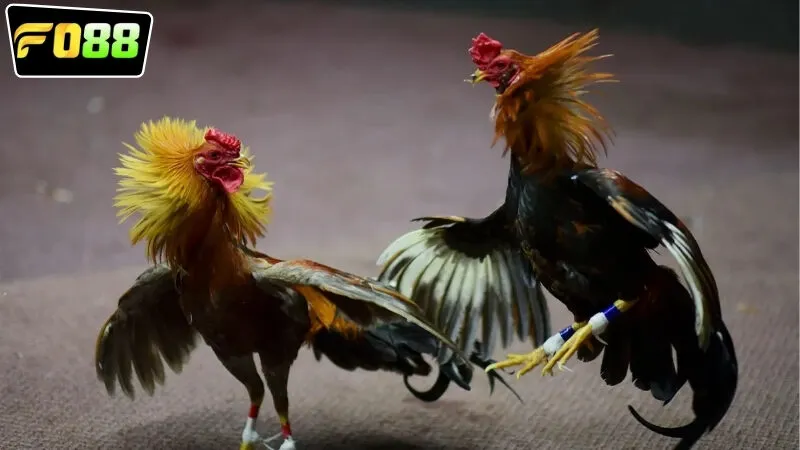 Lợi ích khi tham gia vào sân chơi trực tiếp đá gà FO88